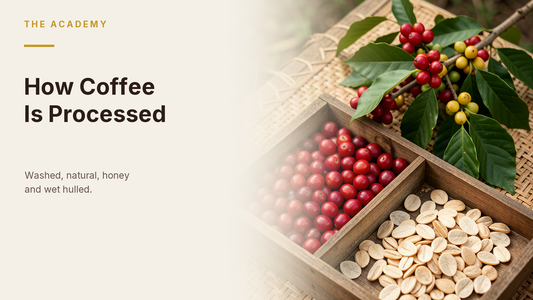 The Academy hero: How Coffee Is Processed — coffee cherries and pale parchment-like coffee on a wooden drying tray